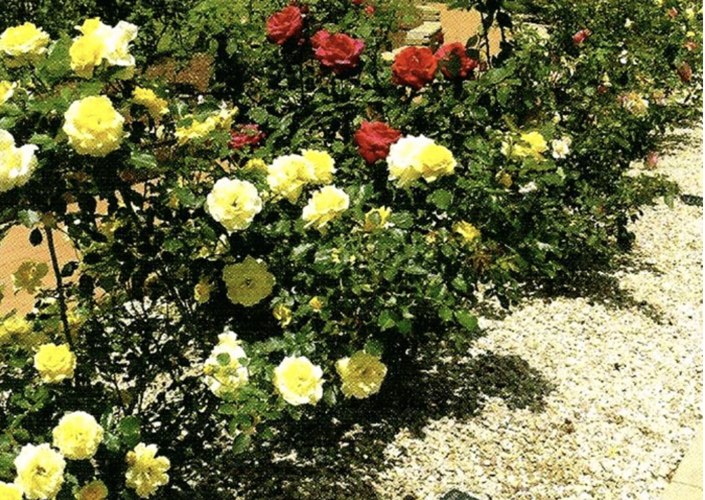 Memorial Rose Garden